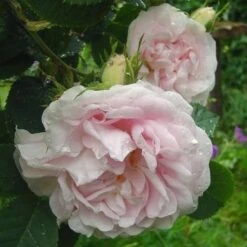 Rosa Maiden’s Blush - Old Shrub Rose -Fruit Garden Shop Rosa Maidens Blush 2