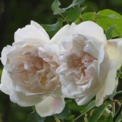 Rosa Mme Alfred Carriere - Climbing Rose -Fruit Garden Shop Rosa Mme Alfred Carriere 4