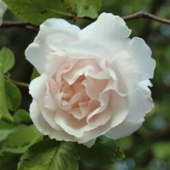 Rosa Mme Alfred Carriere - Climbing Rose -Fruit Garden Shop Rosa Mme Alfred Carriere 5