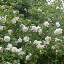 Rosa Mme Alfred Carriere - Climbing Rose -Fruit Garden Shop Rosa Mme Alfred Carriere 7