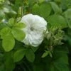 Rosa Madame Hardy - Old Shrub Rose -Fruit Garden Shop Rosa Mme Hardy 1