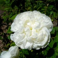 Rosa Madame Hardy - Old Shrub Rose -Fruit Garden Shop Rosa Mme Hardy 3