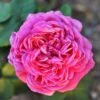 Rosa Mme Isaac Pereire - Old Shrub/Climbing Rose -Fruit Garden Shop Rosa Mme Iaasc Pereire X