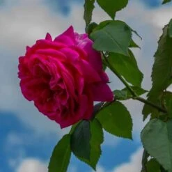 Rosa Mme Isaac Pereire - Old Shrub/Climbing Rose 7 Rosa Mme Isaac Pereire - Old Shrub/Climbing Rose -Fruit Garden Shop Rosa Mme Isaac Pereire 1