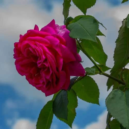 Rosa Mme Isaac Pereire - Old Shrub/Climbing Rose 4 Rosa Mme Isaac Pereire - Old Shrub/Climbing Rose - Image 2