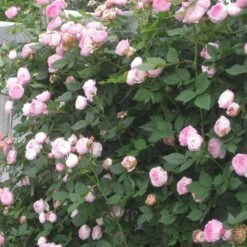 Rosa Mme Pierre Oger - Old Shrub Rose -Fruit Garden Shop Rosa Mme Pierre Oger 1