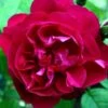 Rosa Mrs Anthony Waterer - Rugosa Rose -Fruit Garden Shop Rosa Mrs Anthony Waterer 1