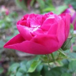 Rosa Mrs Anthony Waterer - Rugosa Rose -Fruit Garden Shop Rosa Mrs Anthony Waterer 3