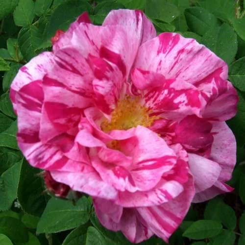 Rosa Mundi - Old Gallica Shrub Rose 3 Rosa Mundi - Old Gallica Shrub Rose