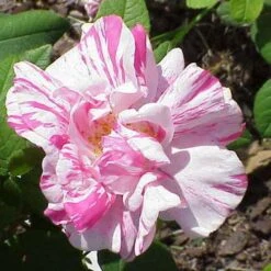 Rosa Mundi - Old Gallica Shrub Rose 10 Rosa Mundi - Old Gallica Shrub Rose -Fruit Garden Shop Rosa Mundi 3