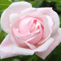 Rosa New Dawn - Climbing Rose 10 Rosa New Dawn - Climbing Rose -Fruit Garden Shop Rosa New Dawn 4