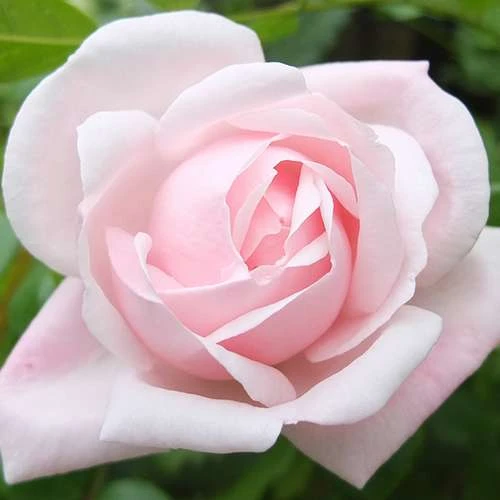 Rosa New Dawn - Climbing Rose 6 Rosa New Dawn - Climbing Rose - Image 4