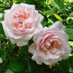 Rosa New Dawn - Climbing Rose 11 Rosa New Dawn - Climbing Rose -Fruit Garden Shop Rosa New Dawn 5