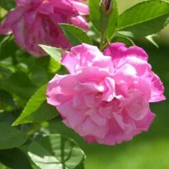Rosa Old Blush China - Old Shrub Rose -Fruit Garden Shop Rosa Old Blush 3