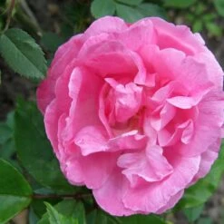 Rosa Old Blush China - Old Shrub Rose -Fruit Garden Shop Rosa Old Blush 4