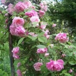 Rosa Old Blush China - Old Shrub Rose -Fruit Garden Shop Rosa Old Blush 5
