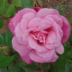 Rosa Old Blush China - Old Shrub Rose -Fruit Garden Shop Rosa Old Blush China X