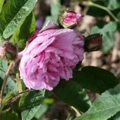 Rosa Old Pink Moss - Old Moss Shrub Rose -Fruit Garden Shop Rosa Old Pink Moss 1