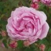 Rosa Old Pink Moss - Old Moss Shrub Rose -Fruit Garden Shop Rosa Old Pink Moss 3