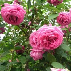 Rosa Old Pink Moss - Old Moss Shrub Rose -Fruit Garden Shop Rosa Old Pink Moss 4