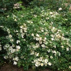 Rosa Partridge - Groundcover Rose -Fruit Garden Shop Rosa Partridge 2