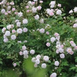 Rosa Paul's Himalayan Musk - Rambling Rose -Fruit Garden Shop Rosa Pauls Himalayan Musk 2