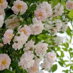 Rosa Paul's Himalayan Musk - Rambling Rose -Fruit Garden Shop Rosa Pauls Himalayan Musk 3