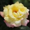 Rosa Peace - Hybrid Tea Shrub Rose 1 Rosa Peace - Hybrid Tea Shrub Rose -Fruit Garden Shop Rosa Peace 1