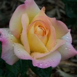 Rosa Peace - Hybrid Tea Shrub Rose -Fruit Garden Shop Rosa Peace 3