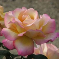 Rosa Peace - Hybrid Tea Shrub Rose -Fruit Garden Shop Rosa Peace X