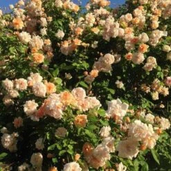 Rosa Perle D'Or - Old Shrub Rose -Fruit Garden Shop Rosa Perle d Or 03