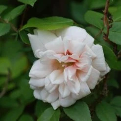 Rosa Perle D'Or - Old Shrub Rose -Fruit Garden Shop Rosa Perle d Or 04