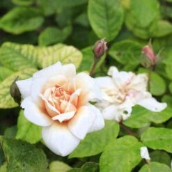 Rosa Perle D'Or - Old Shrub Rose -Fruit Garden Shop Rosa Perle d Or 05