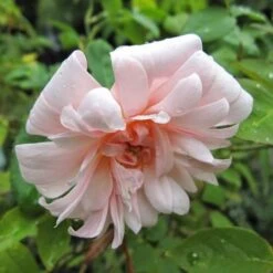 Rosa Perle D'Or - Old Shrub Rose -Fruit Garden Shop Rosa Perle d Or 06