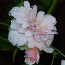 Rosa Perle D'Or - Old Shrub Rose -Fruit Garden Shop Rosa Perle d Or 07