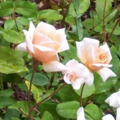 Rosa Perle D'Or - Old Shrub Rose -Fruit Garden Shop Rosa Perle d Or 1