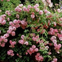 Rosa Persica Pheasant -Fruit Garden Shop Rosa Pheasant 02