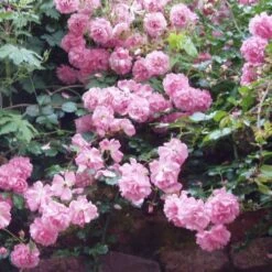 Rosa Persica Pheasant -Fruit Garden Shop Rosa Pheasant 03