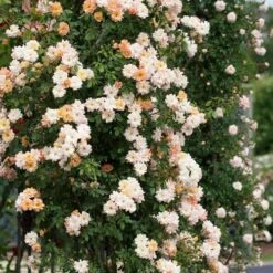 Rosa Phyllis Bide -Fruit Garden Shop Rosa Phyllis Bide 2