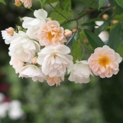 Rosa Phyllis Bide -Fruit Garden Shop Rosa Phyllis Bide 3