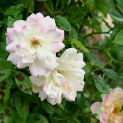 Rosa Phyllis Bide -Fruit Garden Shop Rosa Phyllis Bide 4