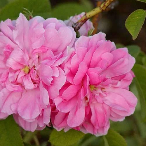 Rosa Quatre Saisons - Old Shrub Rose 4 Rosa Quatre Saisons - Old Shrub Rose - Image 2