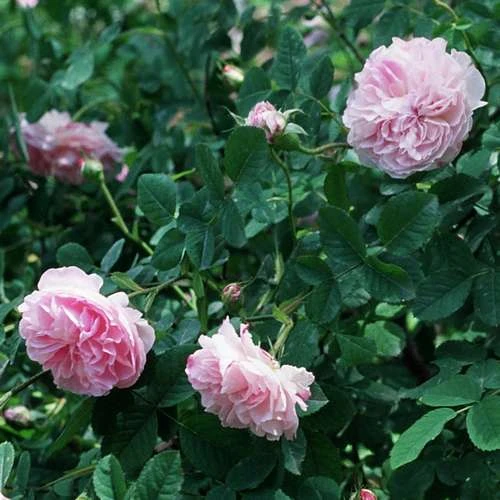 Rosa Quatre Saisons - Old Shrub Rose 5 Rosa Quatre Saisons - Old Shrub Rose - Image 3