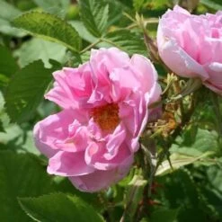 Rosa Quatre Saisons - Old Shrub Rose 10 Rosa Quatre Saisons - Old Shrub Rose -Fruit Garden Shop Rosa Quatre Saisons 3