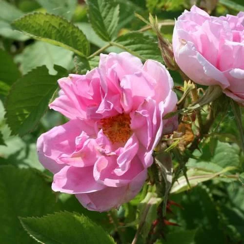 Rosa Quatre Saisons - Old Shrub Rose 6 Rosa Quatre Saisons - Old Shrub Rose - Image 4