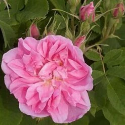 Rosa Quatre Saisons - Old Shrub Rose 11 Rosa Quatre Saisons - Old Shrub Rose -Fruit Garden Shop Rosa Quatre Saisons 4