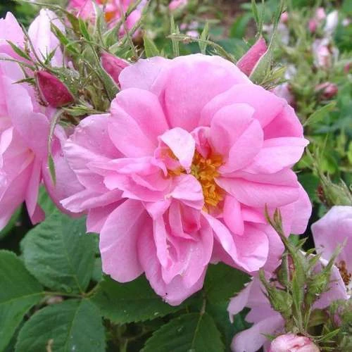 Rosa Quatre Saisons - Old Shrub Rose 3 Rosa Quatre Saisons - Old Shrub Rose
