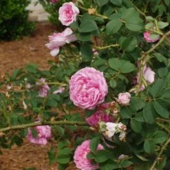 Rosa Queen Of Denmark 11 Rosa Queen Of Denmark -Fruit Garden Shop Rosa Queen of Denmark 1