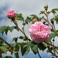 Rosa Queen Of Denmark 12 Rosa Queen Of Denmark -Fruit Garden Shop Rosa Queen of Denmark 3