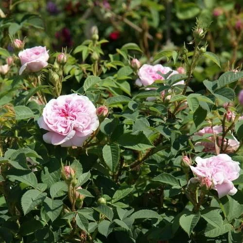 Rosa Queen Of Denmark 8 Rosa Queen Of Denmark - Image 6